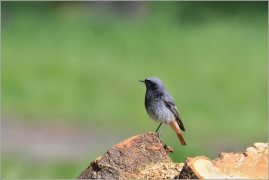 <p>REHEK DOMÁCÍ (Phoenicurus ochruros) /Black redstart - Hausrotschwanz/</p>